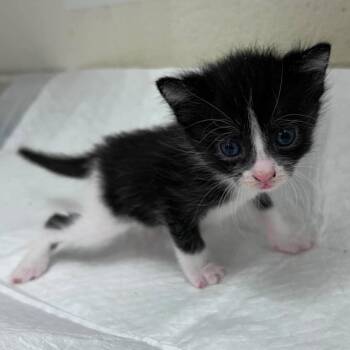 Arista 26-07-186 -  Domestic Short Hair Cat for Adoption in Bastrop, Texas - Arista 26-07-186 | PetCurious