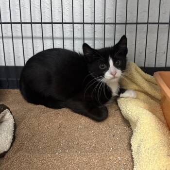 Domestic Short Hair Cats Available for Adoption in Chaska, Minnesota - Aerolith | PetCurious