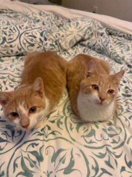 Bob & Diz -  Domestic Short Hair Cat for Adoption in Manhattan, Kansas - Bob & Diz | PetCurious