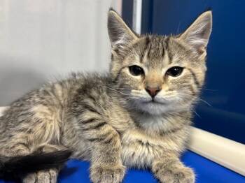Domestic Short Hair and Tabby Cats Available for Adoption - Crostatine | PetCurious