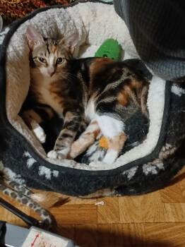 Jasper -  Calico Cat for Adoption in Mobile, Alabama - Jasper | PetCurious