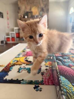 Domestic Short Hair Cats Available for Adoption - **Cat Cafe** Clementine | PetCurious