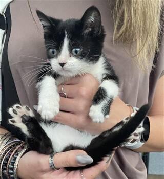 Domestic Short Hair Cats Available for Adoption in Dallas, Texas - CHALUPA | PetCurious