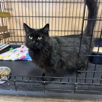 Francesca -  Domestic Long Hair Cat for Adoption in Pleasantville, New Jersey - Francesca | PetCurious