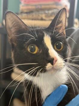 Posh Spice -  Domestic Short Hair Cat for Adoption in Fishers, Indiana - Posh Spice | PetCurious