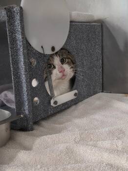 Domestic Short Hair Cats Available for Adoption - Bulbasaur | PetCurious