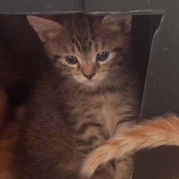 PINTO -  Domestic Short Hair Cat for Adoption in Willows, California - PINTO | PetCurious