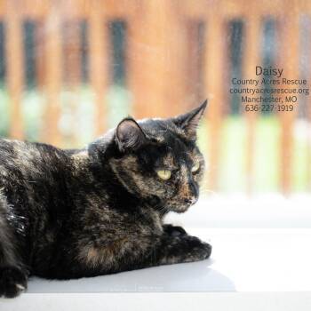 Daisy -  Domestic Short Hair Cat for Adoption in Ballwin, Missouri - Daisy | PetCurious