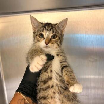 Jade -  Domestic Short Hair Cat for Adoption in Winston-salem, North Carolina - Jade | PetCurious
