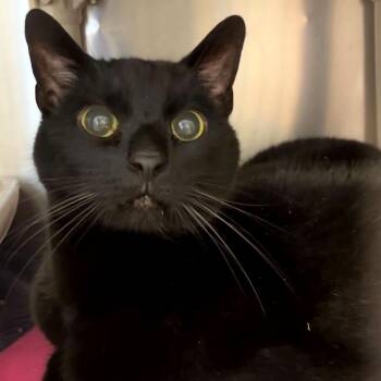 Domestic Short Hair Cats Available for Adoption - Mr. Golden Sun | PetCurious