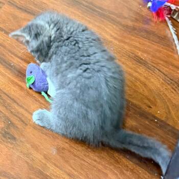 Mango Sticky Rice 19 -  Domestic Short Hair Cat for Adoption in Austin, Texas - Mango Sticky Rice 19 | PetCurious