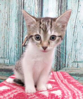 Cassie -  Domestic Short Hair Cat for Adoption in Lexington, Virginia - Cassie | PetCurious
