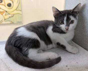Skunk -  Domestic Short Hair Cat for Adoption in New Orleans, Louisiana - Skunk | PetCurious
