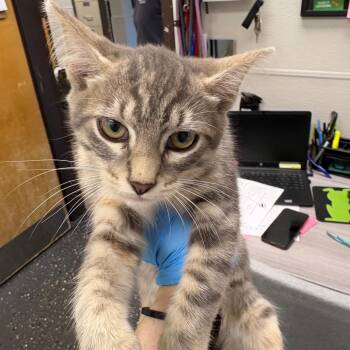 Mae Mae -  Domestic Short Hair Cat for Adoption in Columbiana, Alabama - Mae Mae | PetCurious