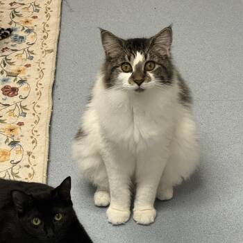 Leif, Twig, & Richard -  Domestic Long Hair Cat for Adoption in Clifton, New Jersey - Leif, Twig, & Richard | PetCurious