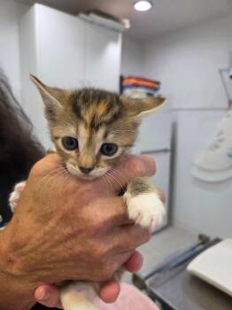 Libby -  Domestic Short Hair Cat for Adoption in Brookings, Oregon - Libby | PetCurious