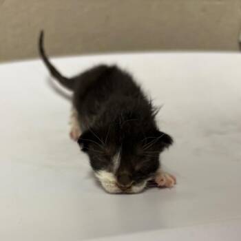 Domestic Short Hair Cats Available for Adoption in Yuma, Arizona - Maddie | PetCurious