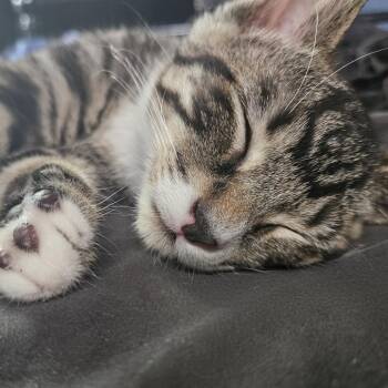 Osmium Ridge 56247 -  Domestic Short Hair Cat for Adoption in Eaton Rapids, Michigan - Osmium Ridge 56247 | PetCurious