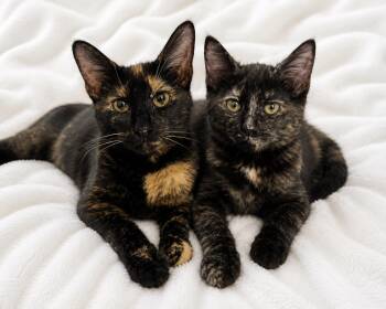 Sabrina and Brinley -  Tortoiseshell Cat for Adoption in Copley, Ohio - Sabrina And Brinley | PetCurious