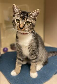 Domestic Medium Hair Cats Available for Adoption in Salinas, California - Forest | PetCurious