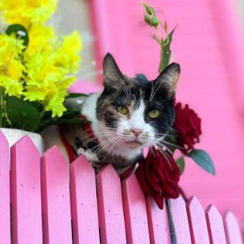 LUCY -  Calico Cat for Adoption in New York, New York - LUCY | PetCurious