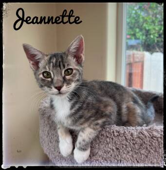 Rescue Domestic Short Hair Cats for Adoption in El Cajon, California - Jeanette | PetCurious