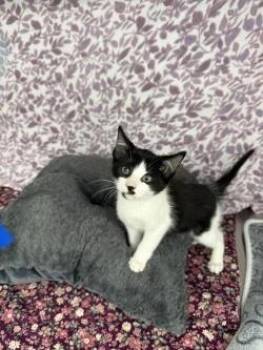 Zuri* -  American Shorthair Cat for Adoption in Ellijay, Georgia - Zuri* | PetCurious
