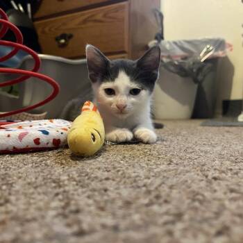 Koala Bear -  Domestic Short Hair Cat for Adoption in Matteson, Illinois - Koala Bear | PetCurious