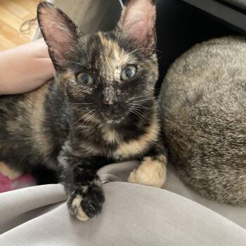 Rescue Dilute Tortoiseshell Cats for Adoption in Frederick, Maryland - Callie | PetCurious