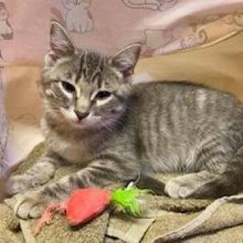 Phoenix -  Domestic Short Hair Cat for Adoption in Rock Falls, Illinois - Phoenix | PetCurious