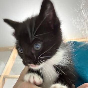 Kisses -  Domestic Short Hair Cat for Adoption in Ferndale, Washington - Kisses | PetCurious