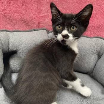 Domestic Short Hair Cats Available for Adoption in Long Beach, California - Whiskers | PetCurious