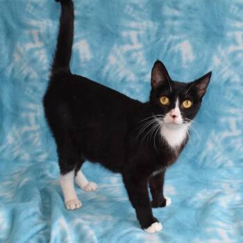 Sonoma -  Domestic Short Hair Cat for Adoption in Eureka, California - Sonoma | PetCurious