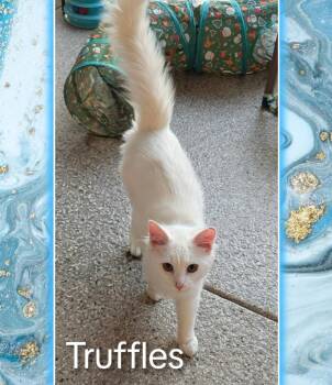 Domestic Long Hair Cats Available for Adoption in Grovetown, Georgia - Truffles | PetCurious