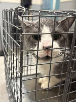 Domestic Short Hair Cats Available for Adoption in Las Vegas, Nevada - NOX | PetCurious