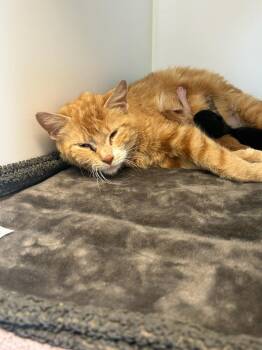 Valka -  Domestic Short Hair Cat for Adoption in Greenfield, Indiana - Valka | PetCurious
