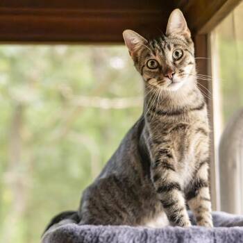Kyle -  Domestic Short Hair Cat for Adoption in Lone Rock, Wisconsin - Kyle | PetCurious