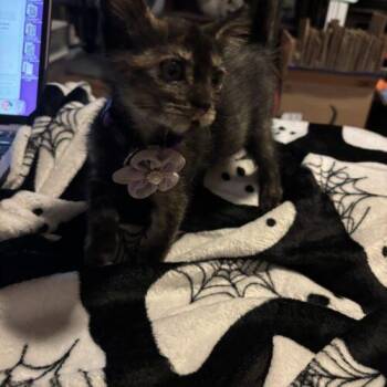 Gin Rummy -  Domestic Short Hair Cat for Adoption in Tampa, Florida - Gin Rummy | PetCurious
