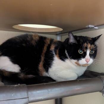 Rescue Domestic Short Hair Cats for Adoption in Jeffersonville, Indiana - Isabell | PetCurious