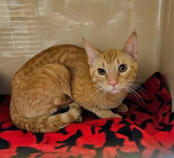 Captain -  Domestic Short Hair Cat for Adoption in Elyria, Ohio - Captain | PetCurious