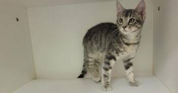 Joey C -  Domestic Short Hair Cat for Adoption in Parker, Colorado - Joey C | PetCurious