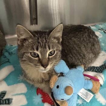 Domestic Short Hair Cats Available for Adoption - Rune | PetCurious