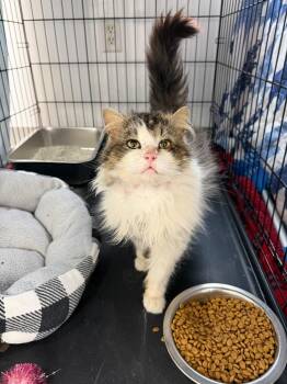 Domestic Short Hair Cats Available for Adoption in Glenfield, New York - Arizona | PetCurious
