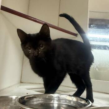Sally -  Domestic Short Hair Cat for Adoption in Cheyenne, Wyoming - Sally | PetCurious