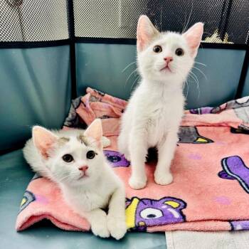 Domestic Short Hair Cats Available for Adoption in New York, New York - Mochi | PetCurious