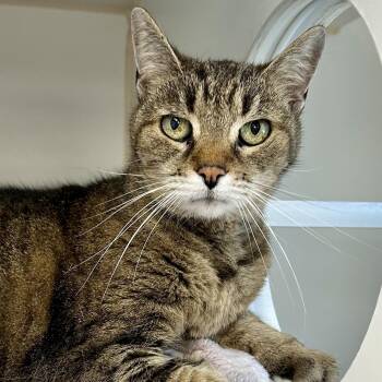 Maxie -  Domestic Short Hair Cat for Adoption in Reisterstown, Maryland - Maxie | PetCurious