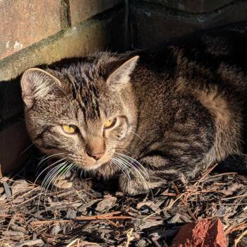 Domestic Short Hair Cats Available for Adoption in Indianapolis, Indiana - Jimmy John | PetCurious