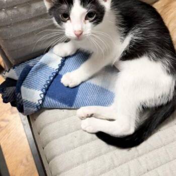 Minnow -  Tuxedo and Domestic Short Hair Cat for Adoption in Knoxville, Tennessee - Minnow | PetCurious