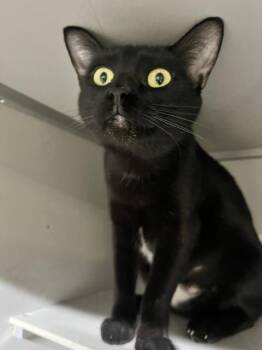 Laura -  Domestic Short Hair Cat for Adoption in Dayton, Minnesota - Laura | PetCurious