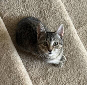 Romy -  Domestic Short Hair Cat for Adoption in Manchester, Maryland - Romy | PetCurious